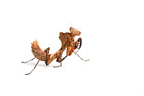 Dead leaf mimic mantis (Deroplatys dessicata).