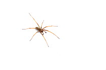 House / Cobweb spider (Tegenaria duellica).