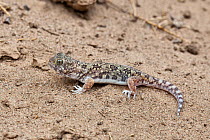 Common Barking gecko (Ptenopus garrulus). Port Nolloth, South Africa.