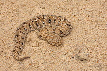 Namaqua dwarf / Schneider's adder, (Bitis schneideri) the world's smallest viper. Port Nolloth, South Africa.