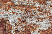 Weber's Gecko (Pachydactylus weberi) camouflaged against rock. Springbok, South Africa.