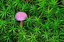 Amethyst deceiver (Laccaria amethystea / amethystina) growing amongst moss on forest floor in autumn, Belgium  October