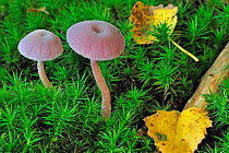 Amethyst deceiver (Laccaria amethystea / amethystina) growing amongst moss on forest floor in autumn, Belgium  October