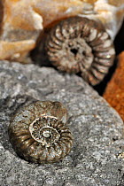 Ammonite fossils (Promicroceras planicosta) on shingle beach near Lyme Regis along the Jurassic Coast, Dorset, southern England, UK November 2012