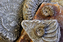 Ammonite fossils (Promicroceras planicosta) on shingle beach near Lyme Regis along the Jurassic Coast, Dorset, southern England, UK, November 2012