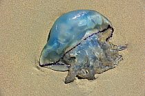 Barrel jellyfish (Rhizostoma octopus) washed up on beach along the North Sea coast, Nord-Pas-de-Calais, France, August