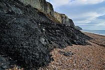 Black Ven landslide on beach between Lyme Regis and Charmouth along the Jurassic Coast, Dorset, UK November 2012