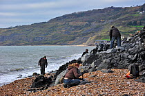 Palaeontologists and tourists looking for fossils on beach after landslide at the Black Ven between Lyme Regis and Charmouth along the Jurassic Coast, Dorset, UK, November 2012