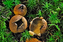 Common earthball fungus (Scleroderma citrinum) broken up to release the spores in autumn, Belgium October