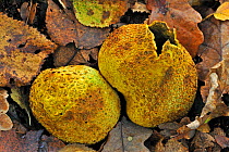 Common earthball fungus (Scleroderma citrinum) on the forest floor breaking up to release spores in autumn, Belgium, October