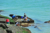 Men looking for shellfish for consumption, like mussels and periwinkles, among the rocks along the North Sea coast, Nord-Pas-de-Calais, France August 2012