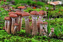 Dark honey fungus (Armillaria ostoyae / solidipes) growing amongst moss on forest floor in autumn, Belgium, October