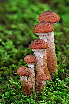 Dark honey fungus (Armillaria ostoyae / solidipes) growing amongst moss on forest floor in autumn, Belgium  October
