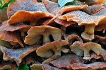Dark honey fungus (Armillaria ostoyae / solidipes) growing in cluster on tree trunk in autumn forest, Belgium  October