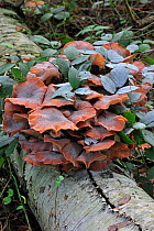 Dark honey fungus (Armillaria ostoyae / solidipes) growing in cluster on fallen tree trunk in autumn forest, Belgium  October
