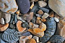 Fossils of belemnites and ammonites on shingle beach near Lyme Regis along the Jurassic Coast, Dorset, UK, November 2012