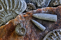 Fossils of belemnites and ammonites on shingle beach near Lyme Regis along the Jurassic Coast, Dorset, UK, November 2012