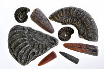 Fossils of belemnites and ammonites shot on white background, found in Lyme Regis along the Jurassic Coast, Dorset, UK, November 2012