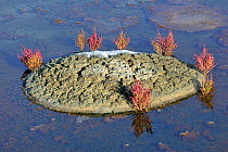 Marsh samphire (Salicornia europaea) growing in salt pan for the production of Fleur de sel / sea salt on the island Ile de Re, Charente-Maritime, France September 2012