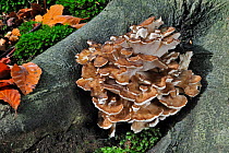 Hen of the Woods fungus (Grifola frondosa) growing from base of tree in autumn forest, Belgium, October