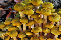 Honey fungus (Armillaria mellea) cluster growing on tree trunk in autumn forest, Belgium, October