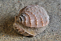 Fossil (Myophorella clavellata) saltwater clam, marine bivalve mollusc, found at Vaches Noires in Normandy, France