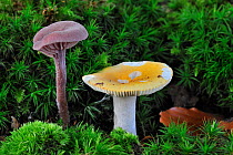 Common yellow russula (Russula ochroleuca) and Amethyst deceiver fungus (Laccaria amethystea) growing amongst moss on forest floor in autumn, Belgium, October