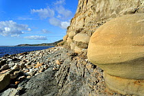 Rounded nodules on the beach near Osmington Mills, made of calcite-cemented sandstone from the Bencliff Grit Formation along the World Heritage Site Jurassic Coast, Dorset, UK, November 2012