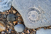 Large ammonite fossil embedded in rock on beach at Pinhay Bay near Lyme Regis along the World Heritage Jurassic Coast, Dorset, UK, November 2012