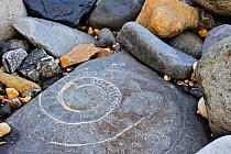Large ammonite fossil embedded in rock on beach at Pinhay Bay near Lyme Regis along the World Heritage Jurassic Coast, Dorset, UK, November 2012