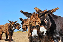 Poitou donkeys (Equus asinus) with shaggy coats in field on the island Ile de Re, Charente-Maritime, France, September 2012
