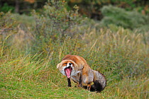 Red fox (Vulpes vulpes) in defensive posture showing teeth and keeping ears flat, another fox, out of shot, is approaching, the Netherlands, October