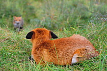 Red fox (Vulpes vulpes) in defensive posture with ears flat,  watching rival approaching, the Netherlands, October
