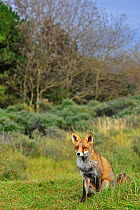 Red fox (Vulpes vulpes) in grassland at forest edge in autumn, the Netherlands