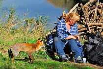 Red fox (Vulpes vulpes) tame individual begging for food from tourist, the Netherlands, October