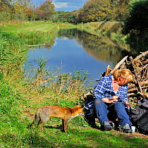 Red fox (Vulpes vulpes) tame individual begging for food from tourist, the Netherlands, October