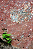 Red marble in rock face of stone quarry in the Belgian Ardennes, Belgium, August 2012