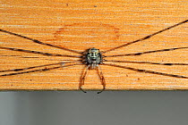 Splay-legged harvestman (Dicranopalpus ramosus) in resting posture, with legs stretched to the sides, inside house, Belgium
