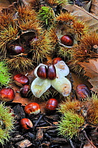 Spiny cupules and chestnuts of the sweet chestnut tree / marron (Castanea sativa) amongst autumn leaves on the forest floor, Belgium, October