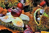 Spiny cupules and chestnuts of the sweet chestnut tree / marron (Castanea sativa) amongst autumn leaves on the forest floor, Belgium, October