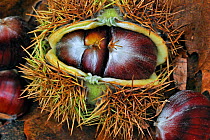 Spiny husk splitting open and showing chestnuts of the Sweet chestnut tree / marron (Castanea sativa) on the forest floor, Belgium, October