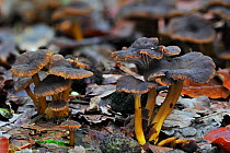Trumpet chanterelle / Yellowfoot / Winter mushroom / Funnel Chanterelle (Cantharellus tubaeformis) growing in leaf litter on forest floor in autumn, Belgium, October