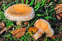 Woolly milkcap / Bearded milk cap fungus (Lactarius torminosus) growing on forest floor in autumn, Belgium, October