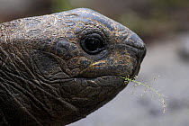 Aldabra Giant Tortoise (Geochelone gigantea) head in profile. Mauritius.