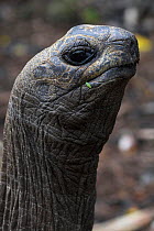 Aldabra Giant Tortoise (Geochelone gigantea) head portrait. Mauritius.