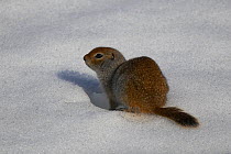 Arctic Ground Squirrel (Urocitellus parryii) on snow. Hatcher Pass, Alaska, USA.
