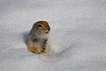 Arctic Ground Squirrel (Urocitellus parryii) in snow. Hatcher Pass, Alaska, USA.