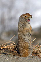 Arctic Ground Squirrel (Urocitellus parryii) yawning. Hatcher Pass, Alaska, USA.