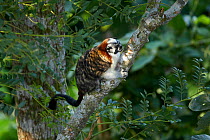 Geoffrey's Tamarin (Sagiunus geoffroyi) on branch. Canopy Tower, Soberania National Park, Panama.