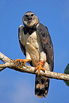 Harpy Eagle (Harpia harpyja) portrait. Gamboa, Soberania National Park, Panama.